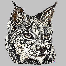 lince con paint